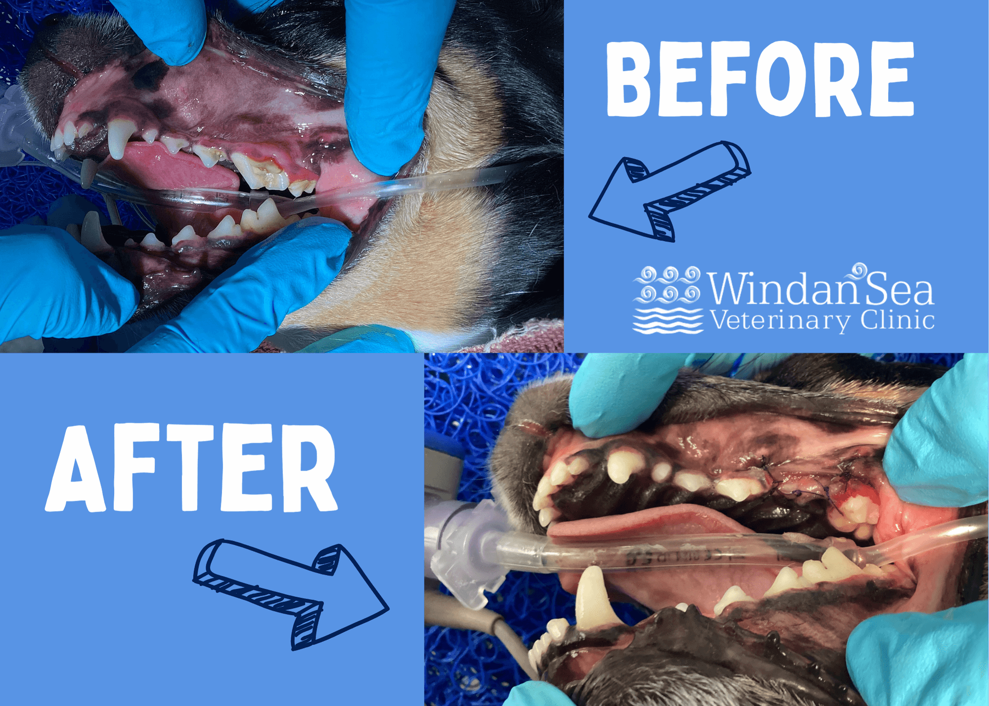 Before and after comparison for pet dental cleanings