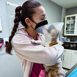 Pet Surgery in La Jolla