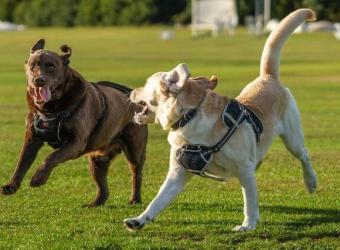 Body Condition Scoring for Pets: How to Tell If Your Pet Is a Healthy Weight