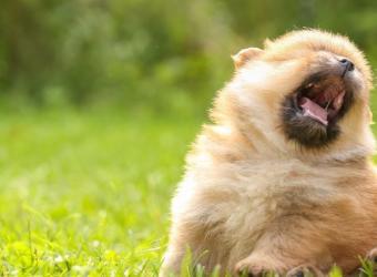 Dog Reverse Sneeze: What That Snorting Sound Means