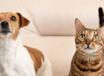 Periodontal Disease in Pets: Signs, Treatment, and Dental Care Tips for Dogs and Cats