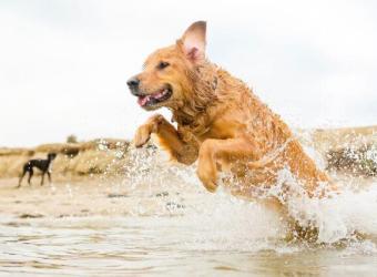 Why Does My Dog Get Diarrhea After a Beach or Lake Day?